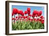 Red Flower Bulbs Tulips in Landscape-Ivonnewierink-Framed Photographic Print