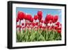 Red Flower Bulbs Tulips in Landscape-Ivonnewierink-Framed Photographic Print