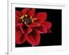 Red Flower on Black 02-Tom Quartermaine-Framed Giclee Print
