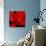 Red Flower on Black 03-Tom Quartermaine-Giclee Print displayed on a wall