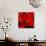 Red Flower on Black 03-Tom Quartermaine-Giclee Print displayed on a wall