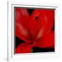 Red Flower on Black 03-Tom Quartermaine-Framed Giclee Print