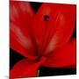 Red Flower on Black 03-Tom Quartermaine-Mounted Giclee Print