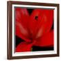 Red Flower on Black 03-Tom Quartermaine-Framed Giclee Print