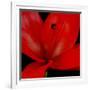 Red Flower on Black 03-Tom Quartermaine-Framed Giclee Print