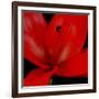 Red Flower on Black 03-Tom Quartermaine-Framed Giclee Print