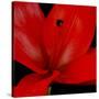 Red Flower on Black 03-Tom Quartermaine-Stretched Canvas