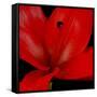 Red Flower on Black 03-Tom Quartermaine-Framed Stretched Canvas