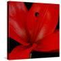 Red Flower on Black 03-Tom Quartermaine-Stretched Canvas