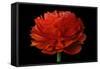 Red Flower on Black 04-Tom Quartermaine-Framed Stretched Canvas