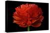 Red Flower on Black 04-Tom Quartermaine-Stretched Canvas