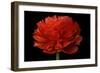 Red Flower on Black 04-Tom Quartermaine-Framed Giclee Print