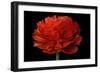 Red Flower on Black 04-Tom Quartermaine-Framed Giclee Print