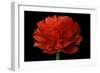 Red Flower on Black 04-Tom Quartermaine-Framed Giclee Print