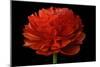 Red Flower on Black 04-Tom Quartermaine-Mounted Giclee Print