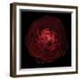 Red Flower on Black 05-Tom Quartermaine-Framed Giclee Print