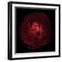 Red Flower on Black 05-Tom Quartermaine-Framed Giclee Print