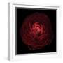 Red Flower on Black 05-Tom Quartermaine-Framed Giclee Print