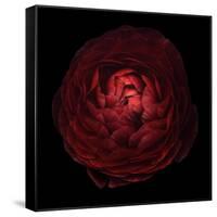 Red Flower on Black 05-Tom Quartermaine-Framed Stretched Canvas