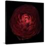 Red Flower on Black 05-Tom Quartermaine-Stretched Canvas