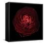 Red Flower on Black 05-Tom Quartermaine-Framed Stretched Canvas