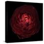 Red Flower on Black 05-Tom Quartermaine-Stretched Canvas