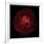 Red Flower on Black 05-Tom Quartermaine-Framed Giclee Print