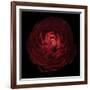 Red Flower on Black 05-Tom Quartermaine-Framed Giclee Print