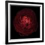 Red Flower on Black 05-Tom Quartermaine-Framed Giclee Print