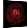 Red Flower on Black 05-Tom Quartermaine-Mounted Giclee Print