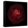 Red Flower on Black 05-Tom Quartermaine-Framed Stretched Canvas