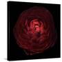 Red Flower on Black 05-Tom Quartermaine-Stretched Canvas
