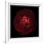 Red Flower on Black 05-Tom Quartermaine-Framed Giclee Print
