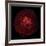 Red Flower on Black 05-Tom Quartermaine-Framed Giclee Print