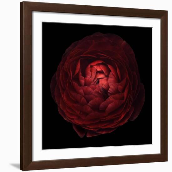 Red Flower on Black 05-Tom Quartermaine-Framed Giclee Print