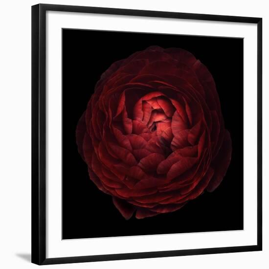 Red Flower on Black 05-Tom Quartermaine-Framed Giclee Print