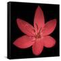 Red Flower on Black 06-Tom Quartermaine-Framed Stretched Canvas