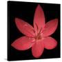 Red Flower on Black 06-Tom Quartermaine-Stretched Canvas