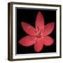 Red Flower on Black 06-Tom Quartermaine-Framed Giclee Print