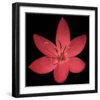 Red Flower on Black 06-Tom Quartermaine-Framed Giclee Print