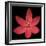 Red Flower on Black 06-Tom Quartermaine-Framed Giclee Print