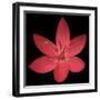 Red Flower on Black 06-Tom Quartermaine-Framed Giclee Print