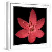 Red Flower on Black 06-Tom Quartermaine-Framed Giclee Print