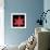 Red Flower on Black 06-Tom Quartermaine-Framed Giclee Print displayed on a wall