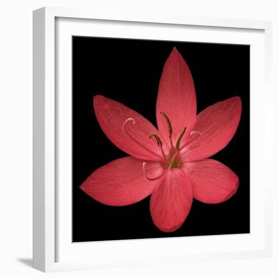 Red Flower on Black 06-Tom Quartermaine-Framed Giclee Print