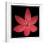 Red Flower on Black 06-Tom Quartermaine-Framed Giclee Print