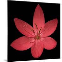 Red Flower on Black 06-Tom Quartermaine-Mounted Giclee Print