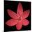 Red Flower on Black 06-Tom Quartermaine-Mounted Giclee Print