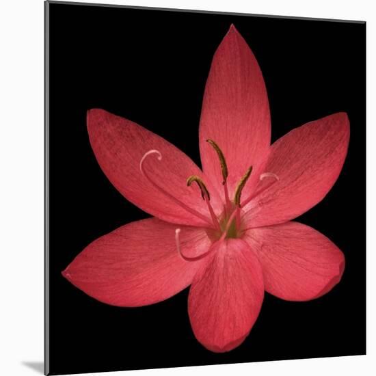 Red Flower on Black 06-Tom Quartermaine-Mounted Giclee Print