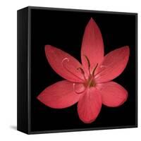 Red Flower on Black 06-Tom Quartermaine-Framed Stretched Canvas